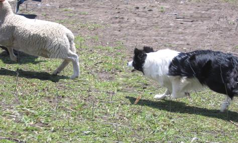 CiCi: Her second day on stock, May 2010