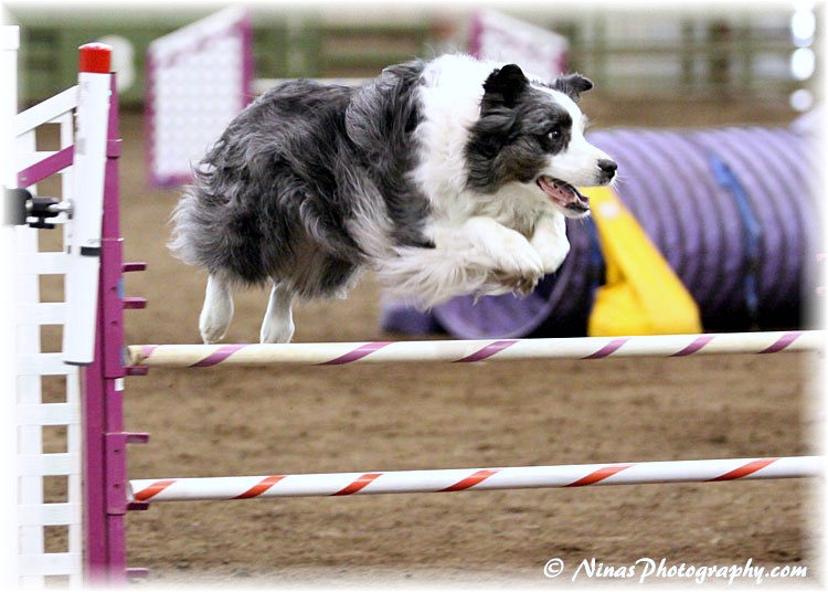 2011 BCSA Nationals: Skye, playing Agility!