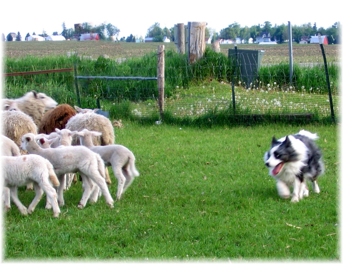Skye herding: May 2010