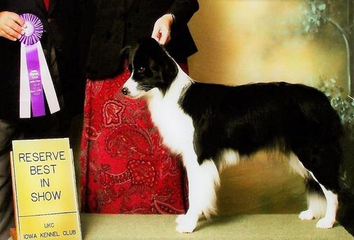 September 20, 2014: Taxi Best in Show at UKC show.