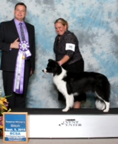 Taxi wins Reserve Winner's Bitch at the Border Collie National Specialty, September 5, 2015.